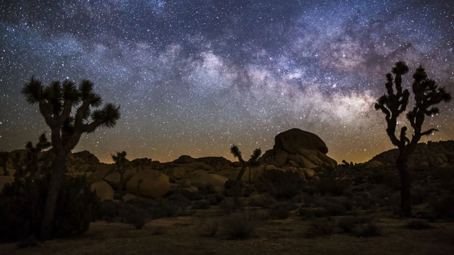 Joshua tree